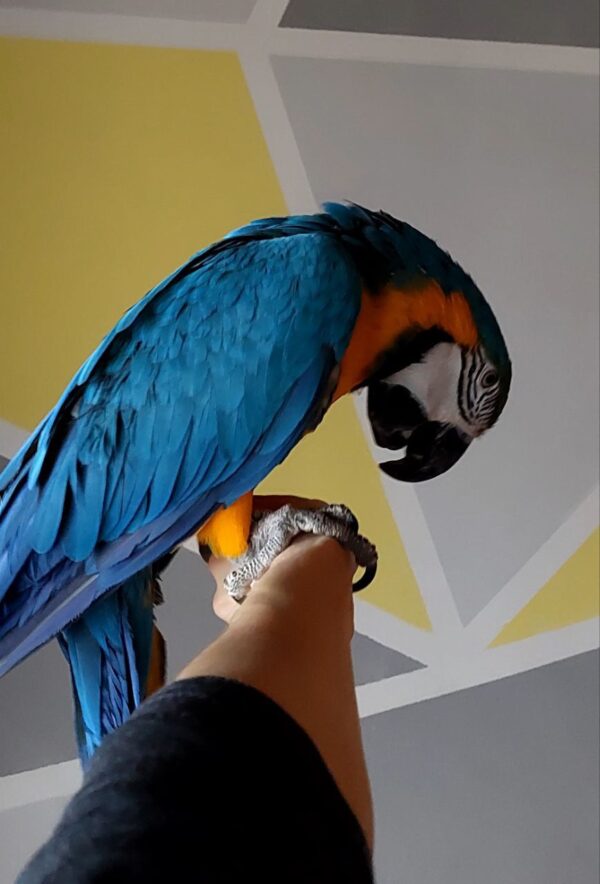 Blue and Gold Macaw - Image 3