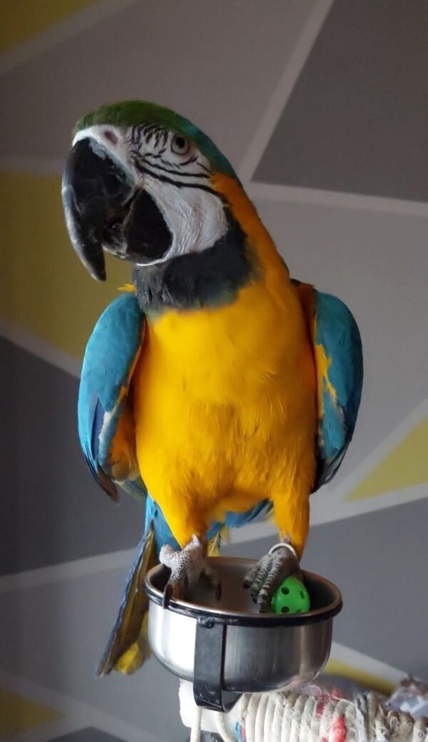 Blue and Gold Macaw