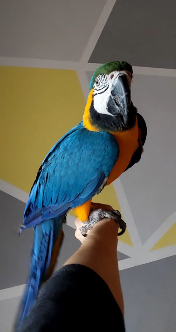 Blue and Gold Macaw - Image 2