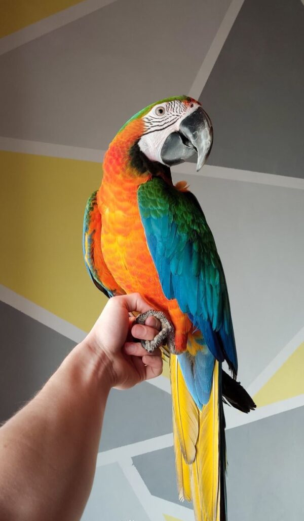 Catalina Macaw Female