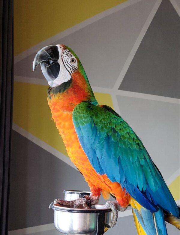 Catalina Macaw Female - Image 2