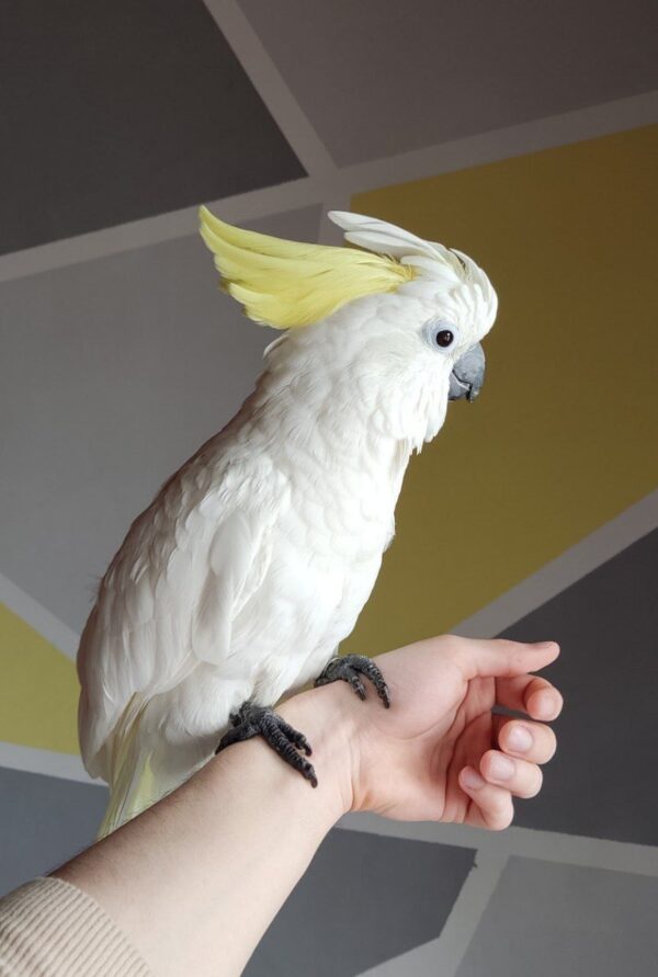 Yello-Crested Cockatoo - Image 4