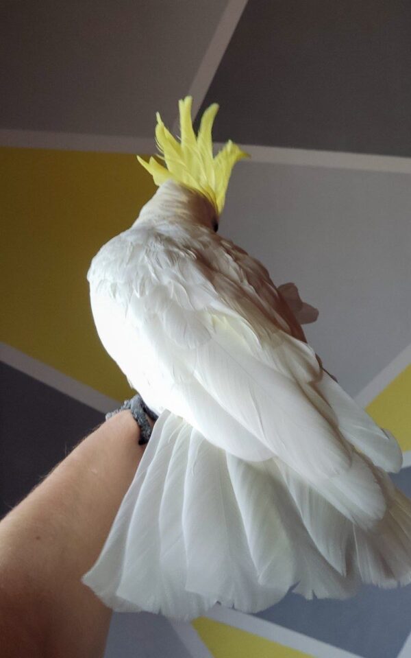 Yello-Crested Cockatoo - Image 3