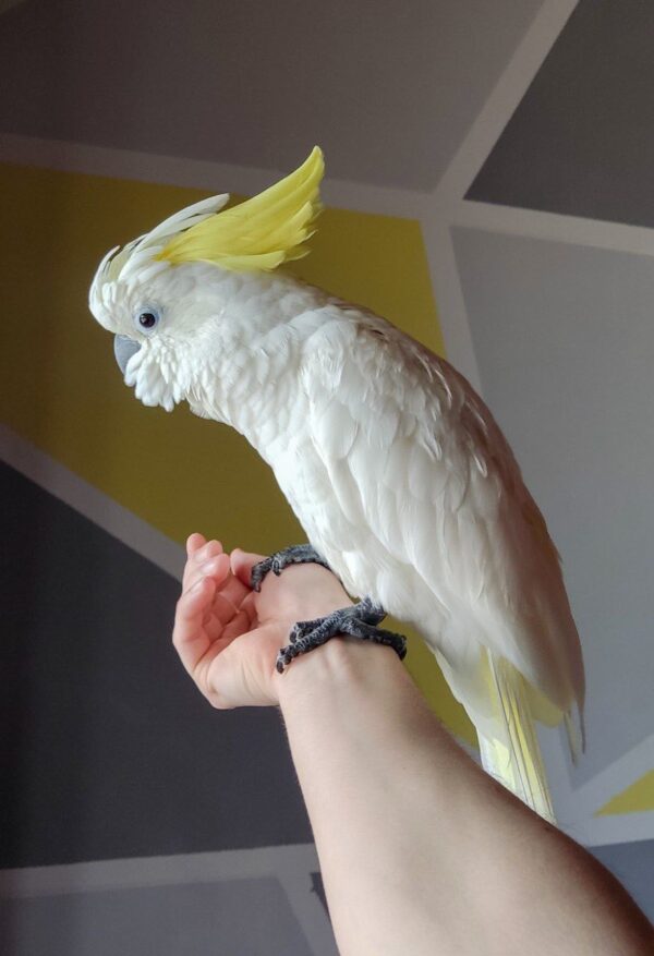 Yello-Crested Cockatoo - Image 2