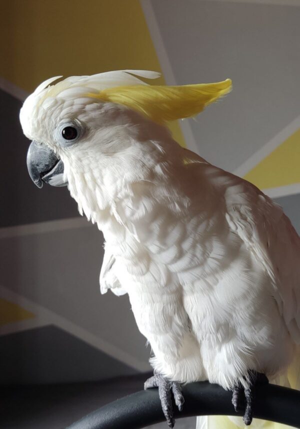 Yello-Crested Cockatoo