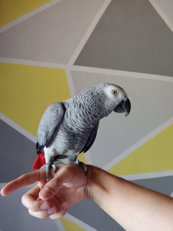 African Grey Congo Female - Image 2