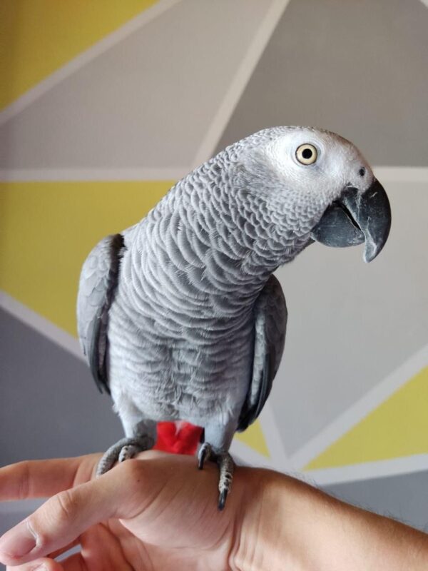 African Grey Congo Female