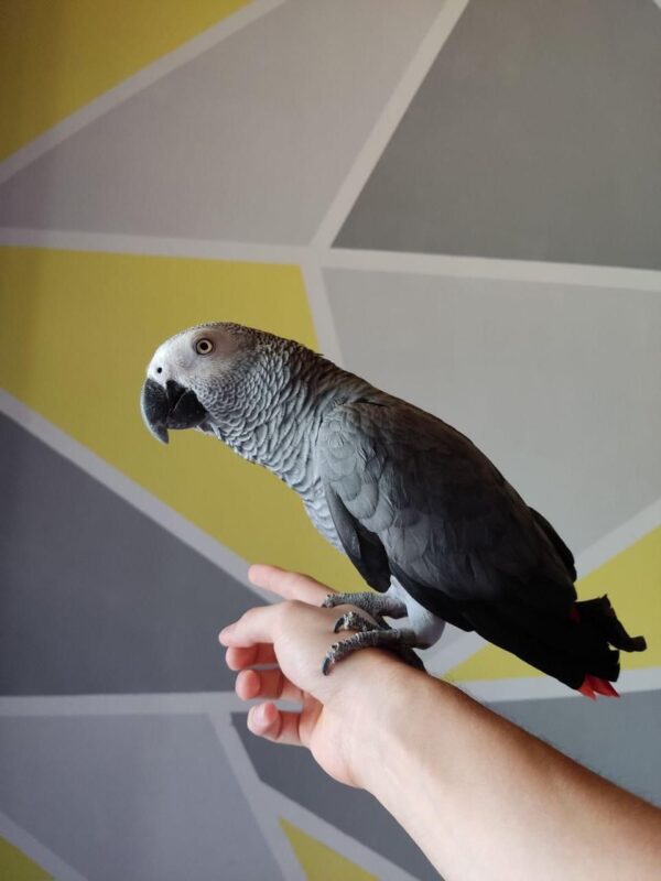 African Grey Congo Female - Image 3