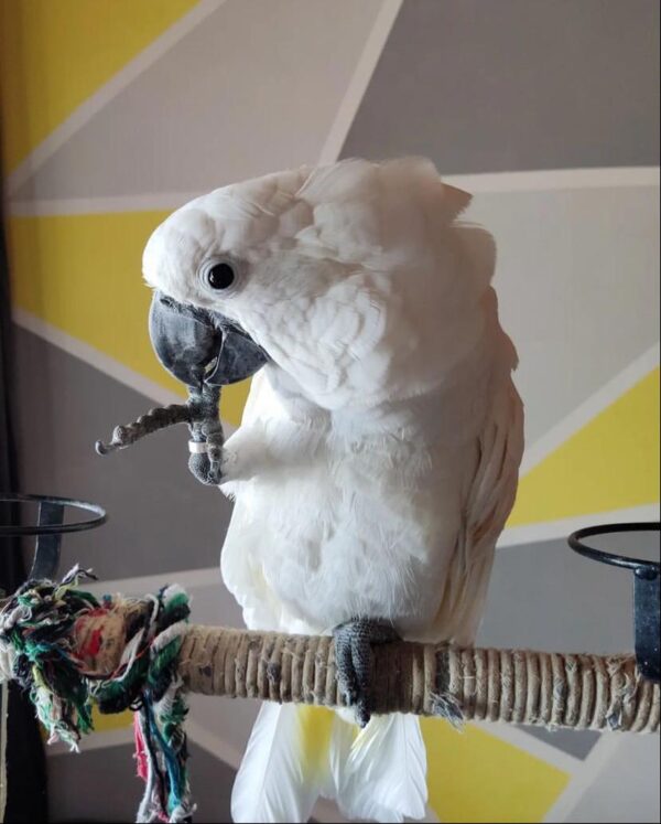 White Umbrella Cockatoo - Image 2