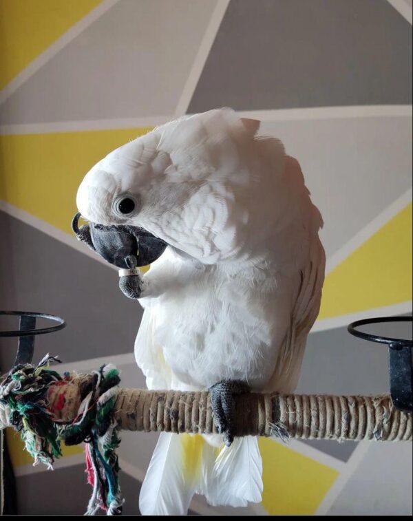 White Umbrella Cockatoo - Image 3