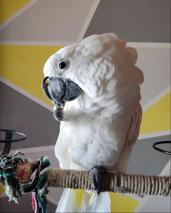 White Umbrella Cockatoo