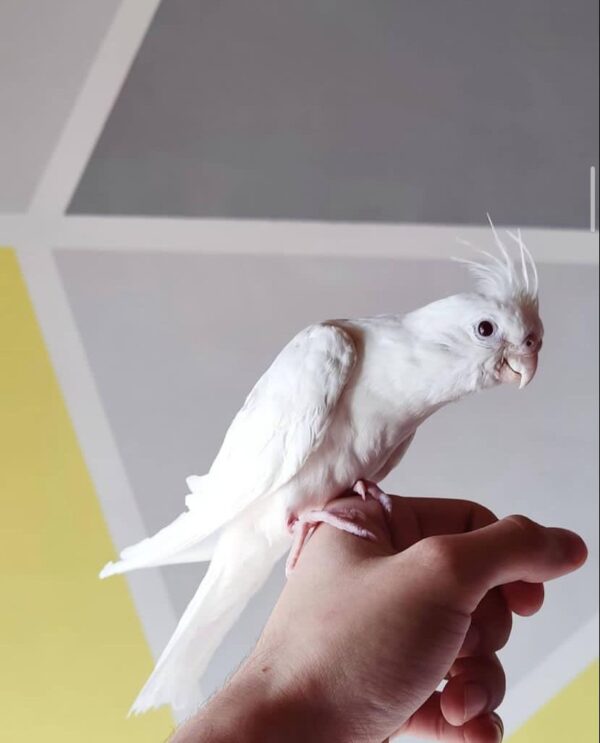 Albino Cockatiel - Image 2