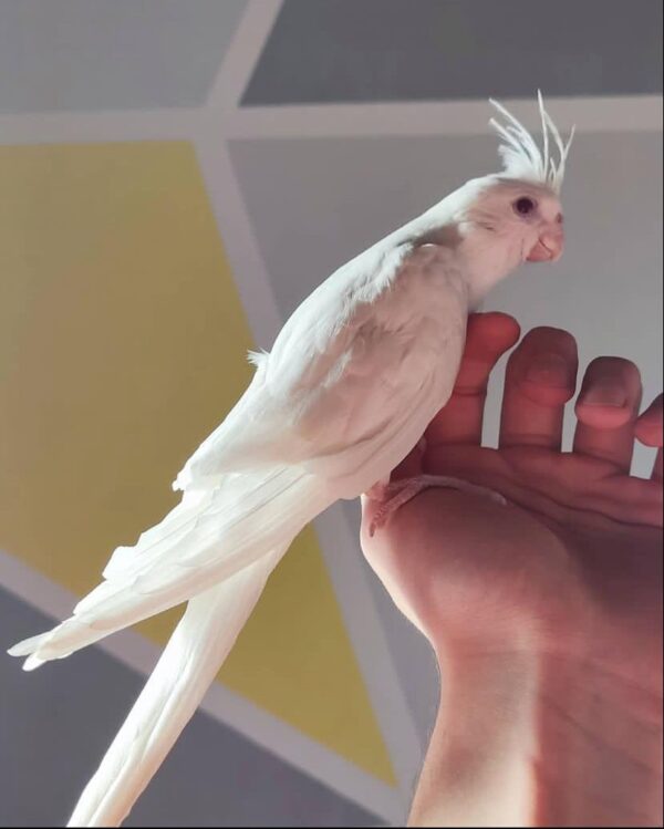 Albino Cockatiel