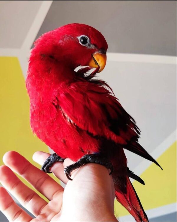 Red lory