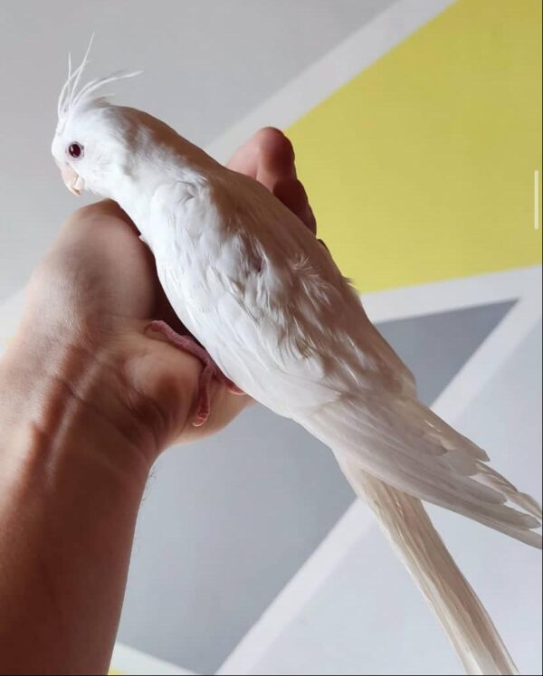 Albino Cockatiel - Image 3