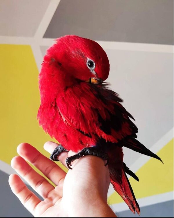 Red lory - Image 4