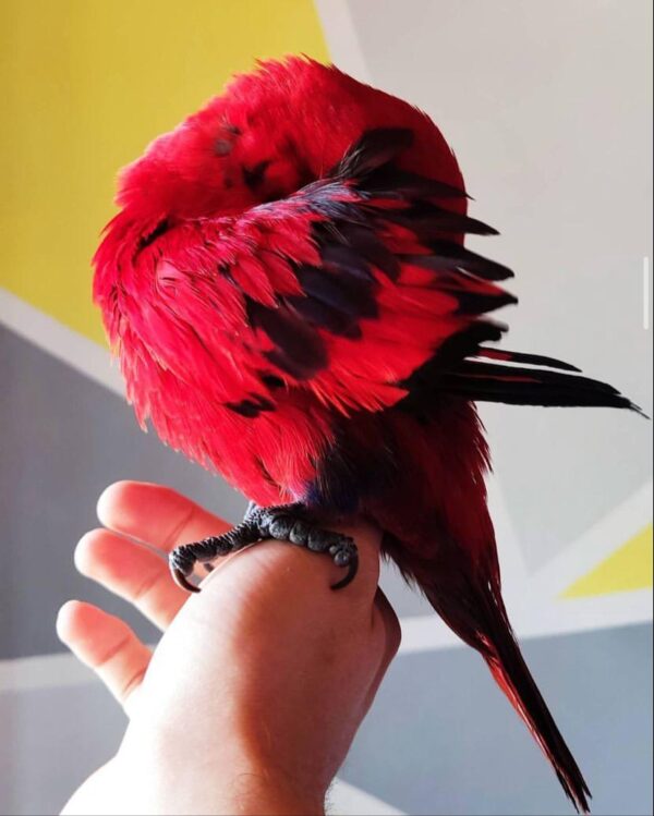 Red lory - Image 2