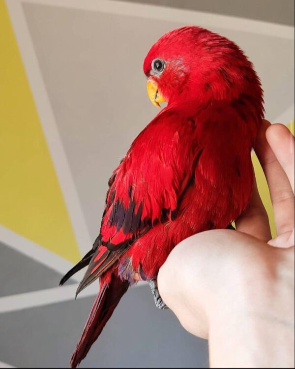 Red lory - Image 3