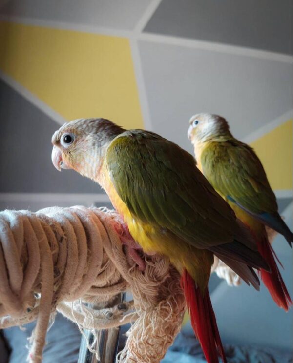 Green-cheeked parakeet