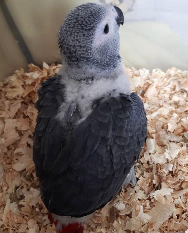 Congo African Grey Female - Image 2