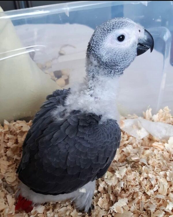 Congo African Grey Female