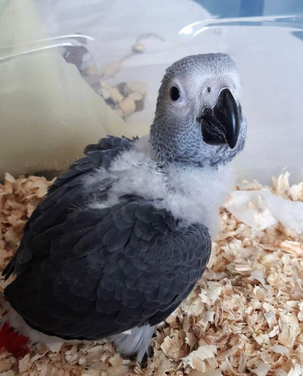 Congo African Grey Female - Image 4