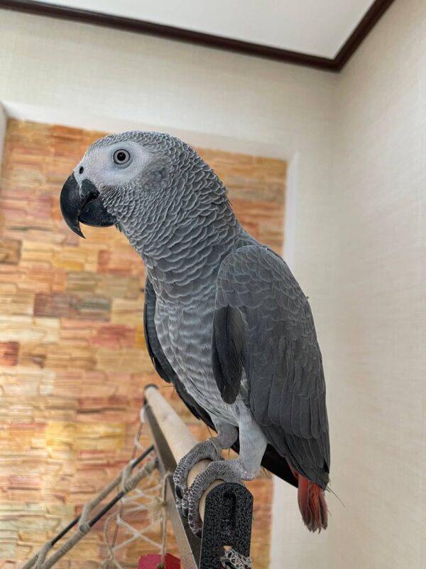 Congo African Grey