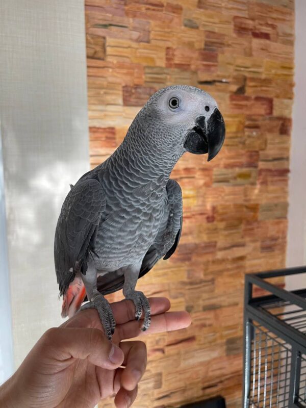 Congo African Grey - Image 3