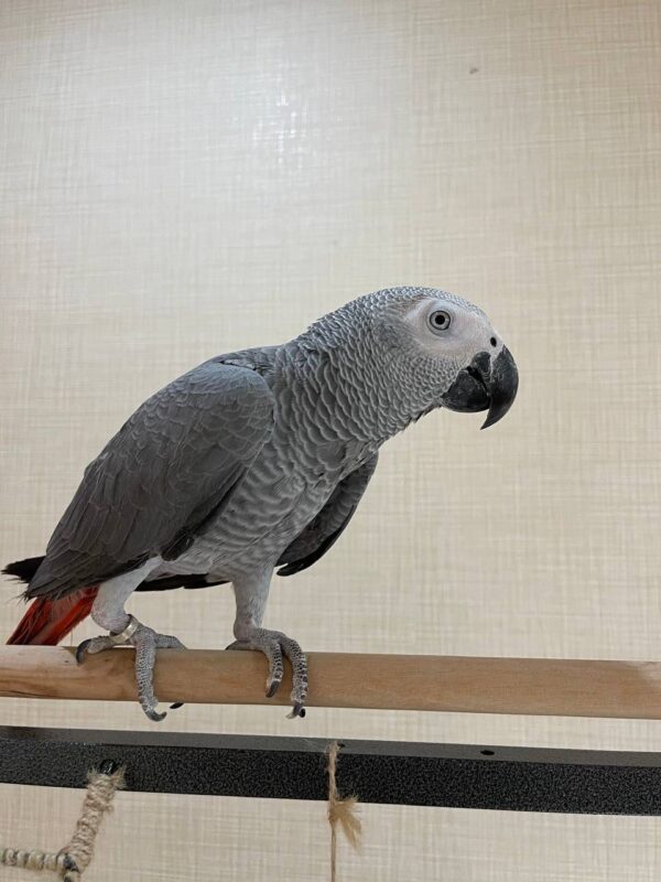 Congo African Grey - Image 2