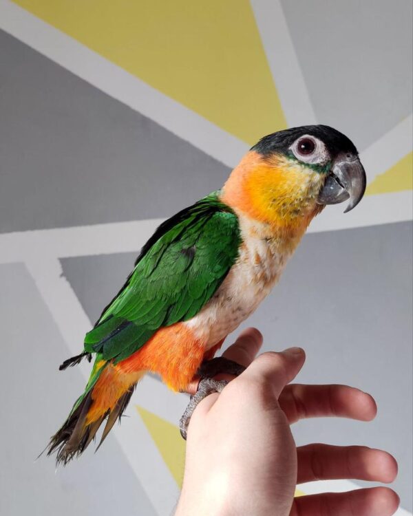 Black-headed Caique Male