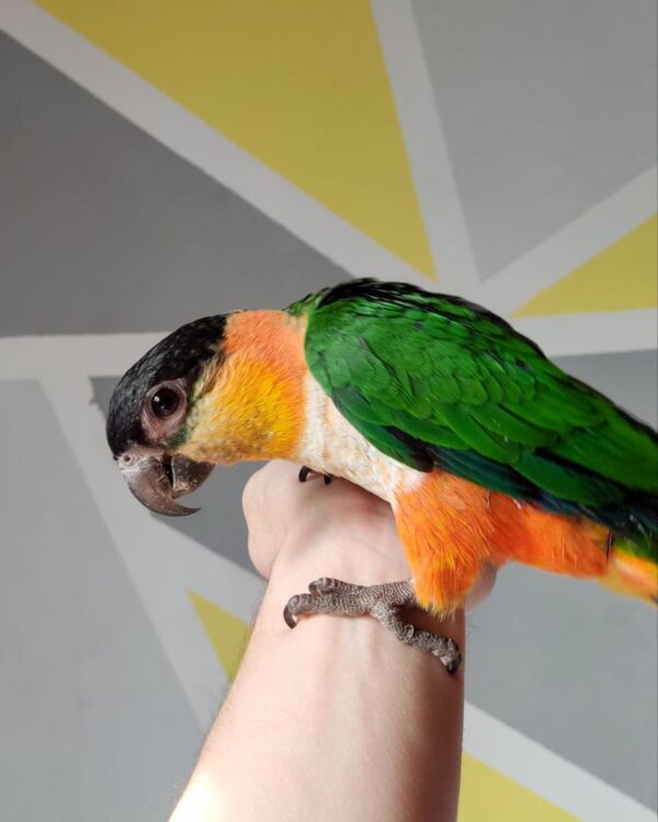 Black-headed Caique Male - Image 2