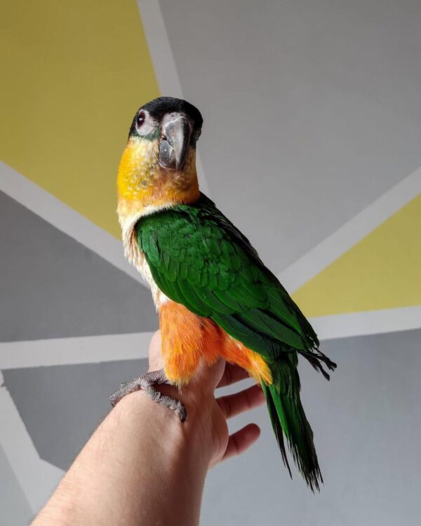 Black-headed Caique Male - Image 4