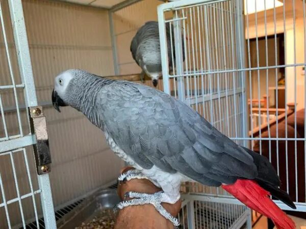 Congo African Grey Parrot  Female - Image 2